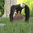 0_00064.png Eagle Eagle - DOWNLOAD Eagle 3d Model - Animated for Blender-Fbx-Unity-Maya-Unreal-C4d-3ds Max - 3D Printing Eagle Eagle BIRD - DINOSAUR - POKÉMON - PREDATOR - SKY - MONSTER