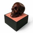three_quarter_view_500px.jpg Anatomical Human Male Skull(updated 11/7/2020)