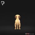 Dachshund-Miniature-Smooth-Haired-Pose-01-Dog-3D-Print-5s.jpeg Dachshund Miniature Smooth Haired Pose 01