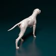 eph-003.jpg English Pointer in hunt