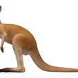 kangaroo4.png Real Kangaroo