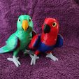 IMG_20250312_172542440.jpg Eclectus
