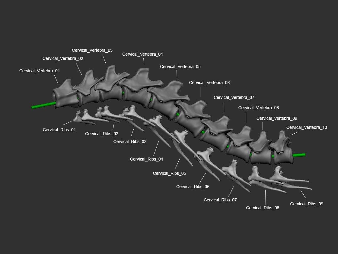 Ref_01.jpg Download file Life-size Vélociraptor skeleton Part01/05 • Template to 3D print, Inhuman_species