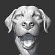 02.png Labrador Retrieve Head AM26 3D print model