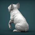 French-Bulldog4.jpg French Bulldog 3D print model