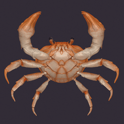 IMG_1640-min.png Archivo STL Crab・Diseño de impresora 3D para descargar