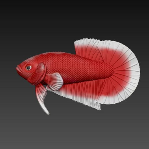 z5494960172198_2405dfc078d75e1bae167c07e46f1539.jpg Betta Fish V3 - Ready For 3D Printing