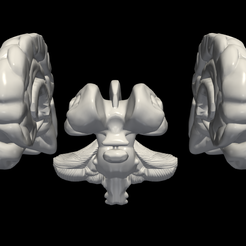 1.png Archivo STL Modelo 3D de cerebro con cerebelo y tronco encefálico・Idea de impresión 3D para descargar