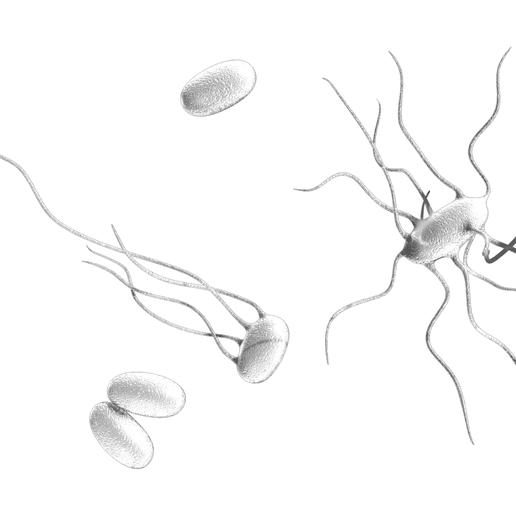 Typhoid_Render_1.png Fièvre typhoïde Maladie bactérienne