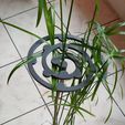 spirale.jpg Spiral support for papyrus plants or plants with long stems