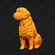 3905-Clumber_Spaniel_Pose_06.jpg Clumber Spaniel Dog 3D Print Model Pose 06