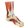 Human-Foot-and-Ankle-Anatomy.png Anatomie von Fuß und Sprunggelenk