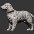 Spaniel11.jpg 3D-Datei Englischer Springer Spaniel 3D-Druck Modell・Design für 3D-Drucker zum herunterladen