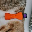 ddc35a95-89b6-4491-82ae-0fdc8dd3f7d8.jpg Cat Bowtie