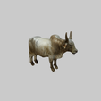 model-2.png zebu cattle