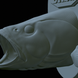 Fr-15.png fish head bass trophy statue detailed texture for 3d printing