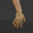 a6.png Anatomia do músculo do braço humano Modelo 3D | Estrutura realista do antebraço e da mão | Modelo de estudo anatómico