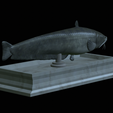 Catfish-statue-13.png fish wels catfish / Silurus glanis statue detailed texture for 3d printing