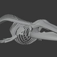 0013.png Fin Whale Skeleton – Realistic Marine Anatomy 3D Model