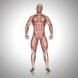 3d-male-figure-with-muscle-map-standing-pose.jpg full body muscles