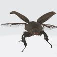8.jpg INSECTO ABELHA FORMIGA FEITICEIRA FEITICEIRA Escaravelho rinoceronte ÁGUA RIO ANIMAL Anatomia 3