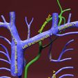 file-26.jpg Venous system thorax abdominal vein labelled 3D model