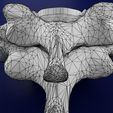 wf4.jpg 3D model Spinal Tracts cord vertebrae labelled