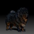 Tibetan-Mastiff02.jpg Tibetan mastiff - DOG BREED - CANINE -3D PRINT MODEL