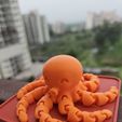 Cute Mini Octopus
