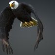 06.jpg Eagle Eagle - DOWNLOAD Eagle 3d Model - Animated for Blender-Fbx-Unity-Maya-Unreal-C4d-3ds Max - 3D Printing Eagle Eagle BIRD - DINOSAUR - POKÉMON - PREDATOR - SKY - MONSTER