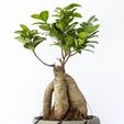 Vase_01_Pearl-Muse_03.jpg Macetero - Planter - - Jardinera impresa en 3D - 3D printed planter