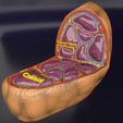 file-16.jpg Thyroid anatomy microscopic larynx trachea 3D model