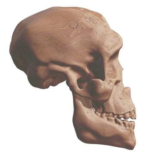 8.jpg Human Evolution: exclusive pack of 5 skulls