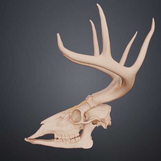 Deer_Skull_3_3Demon.jpg Crâne de cerf à queue blanche (Odocoileus Virginianus)