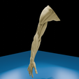 0003.png Anatomia do músculo do braço humano Modelo 3D | Estrutura realista do antebraço e da mão | Modelo de estudo anatómico