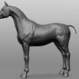 4.jpg Horse Breeds Collection
