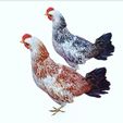 000.jpg CHICKEN CHICKEN - DOWNLOAD CHICKEN 3d Model - animated for Blender-Fbx-Unity-Maya-Unreal-C4d-3ds Max - 3D Printing HEN hen, chicken, fowl, coward, sissy, funk- BIRD - POKÉMON - GARDEN