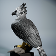 Harrpy-5.png Harpy Eagle