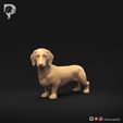 Dachshund-Smooth-Haired-Pose-03-Dog-3D-Print-10s.jpeg Teckel à poil lisse Pose 03