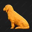907-Basset_Fauve_de_Bretagne_Pose_06.jpg Basset Fauve de Bretagne Dog 3D Print Model Pose 06