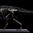 acr01-1.jpg Acrocanthosaurus skeleton.