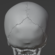 37.png 3D Model of Skull Bones