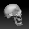 Capture02.png Detailed Human Skull,  PreSupported