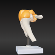 4.png 3D Model of Human Shoulder Joint on Stand