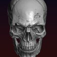0.png Skull detailed