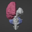 39.png 3D Model of Skull with Brain and Brain Stem - best version