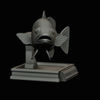 peacock-bass-trophy-1-1-19.png Peacock bass (Cichla ocellaris) fish in motion trophy statue for 3d printing