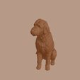 Bergamasco_Sheepdog_0015.jpg Bergamasco Sheepdog in Sitting Pose