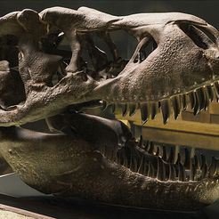 trecos09.jpg Archivo STL Cráneo realista de tiranosaurio (T-rex)・Diseño para descargar y imprimir en 3D