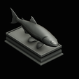 golden-dorado-statue-box-1-41.png fish golden dorado / Salminus brasiliensis with storage space / for 3d printing